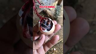 Chick growth day 0 to 1 year [upl. by Mcclenon493]