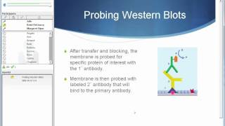 Proteins — Where DNA Takes on Form and Function [upl. by Boycey]