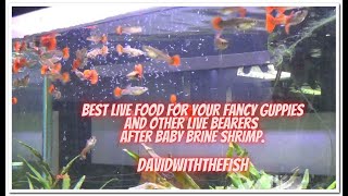 Fancy Guppies Best Live Food Same for all livebearer [upl. by Dekow853]