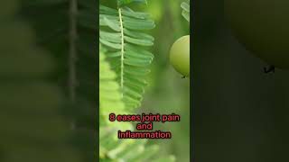 10 Surprising Benefits of Amla You Need to Know [upl. by Ayalahs]