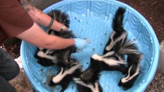 Young skunks learn to hunt insects at WildCare [upl. by Aramaj]