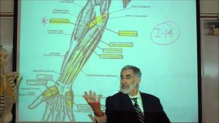 ANATOMY MUSCLES THAT MOVE THE LOWER ARM amp HANDS by Professor Fink [upl. by Bunker544]