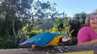 Update de Picola y sus Guacamayas en Caracas [upl. by Orabel]