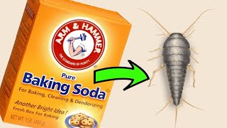 How to Get Rid of Silverfish with Baking Soda A Natural and Effective Solution [upl. by Anzovin]