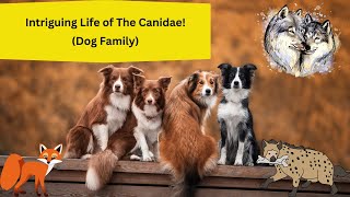 Intriguing Life of The Canidae Dog Family [upl. by Aiekahs]