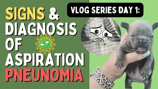 VLOG Day 1  Aspiration Pneumonia in Puppies [upl. by Mattox]