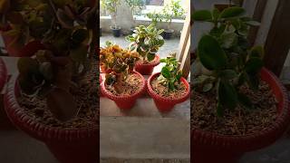 Kalanchoe Repotted Plant kalanchoe kalanchoeplant winterflower winterfloweringplant gardening [upl. by Sholley]