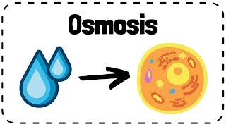 Osmosis  GCSE Biology Revision [upl. by Yeca652]