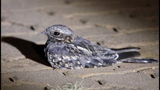 Fierynecked Nightjar  Afrikaanse Naguil [upl. by Nojram660]