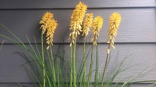 Red Hot Pokers  Kniphofia uvaria cultivars [upl. by Erving184]