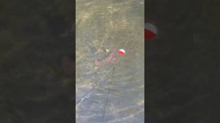 Crawfish wanted some bread fishing fyi there was no hook and it was released bottomfishing [upl. by Animahs]