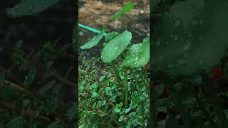 bacopa and pennywort plants [upl. by Yelsek]