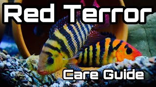 Red Terror Cichlid Care  Male vs Female [upl. by Slen119]