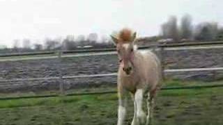 Gypsy Cob x Fjord Cross 4 months old [upl. by Fachini]