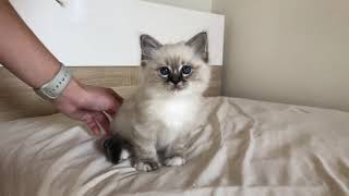 Available Birman kittens Saba Eric wwwbirmanseu [upl. by Schmitt]