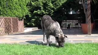 Dogo Canario Rüde  Rambo von den Pretorianern  001 [upl. by Porta]