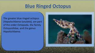 Blue Ringed Octopus Facts [upl. by Artemis]