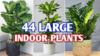 44 Large Indoor Plants for Home  Indoor Large amp Tall Houseplants  Plant and Planting [upl. by Suzanne396]