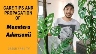 MONSTERA ADANSONII CARE TIPS AND PROPAGATION [upl. by Eihtur]