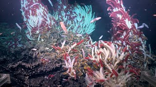 Traveling through Vents  The Underworld of Hydrothermal Vents  Week 1 [upl. by Piane507]