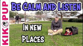 Be CALM and LISTEN in NEW PLACES  for puppies and adult dogs [upl. by Trula]