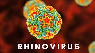 Rhinovirus and the Common Cold [upl. by Eeruhs]