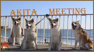 Akita meeting  by Yuki the Akita Inu [upl. by Popper]