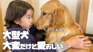 【大型犬仔犬のいる生活7】密着！ゴールデンと暮らすと笑いあり涙あり⁉︎の生後8ヶ月 [upl. by Willi]