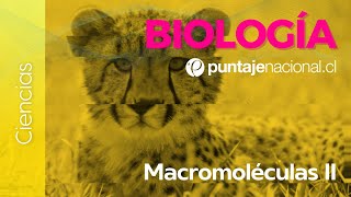 PAES  Biología  Macromoléculas II [upl. by Warga175]