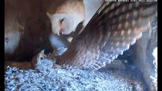 Kestrel attacks Barn Owl Catalonian Barn Owls 01 April 2022 [upl. by Emilio]