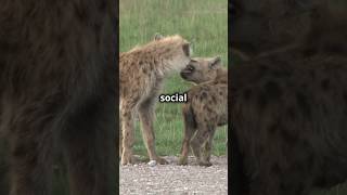 Hyenas Social Structure amp Intelligence [upl. by Seuqcaj633]