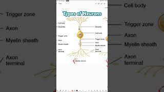 Types of neurons  Unipolar Bipolar amp Multipolar neurons  Neurons [upl. by Ikeda]