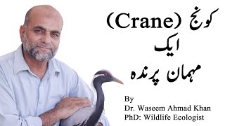 Crane Visiting Bird کونج ایک مہمان پرندہ [upl. by Con]