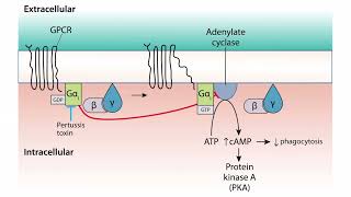 Virulence for the USMLE Step 1 [upl. by Ajar936]