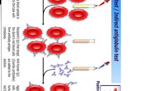 Antiglobulin test [upl. by Rodrich]