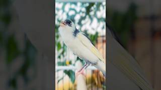 Kenari panda gacor canario kenarigacor birds pancingankenaribiargacor canary kenari canario [upl. by Toby134]