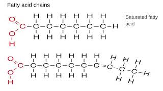 212 Biological molecules Lipids [upl. by Naihtniroc]