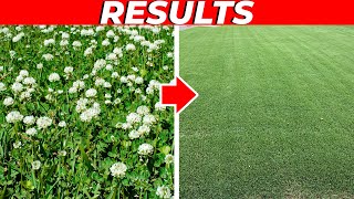 How to Kill Clover in the Lawn FAST [upl. by Shepard]