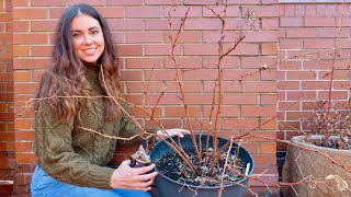 How to Prune Raspberries in Pots  Two Methods [upl. by Halik]