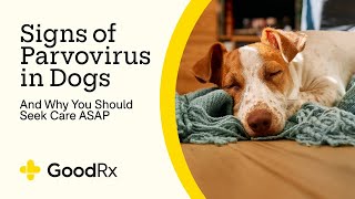 6 Signs of Parvovirus in Dogs — and Why You Should Seek Care Quickly  GoodRx [upl. by Arihsay113]