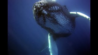 3 Hours of Whale Sounds Underwaterfor Sleep and Relaxation [upl. by Ynaiffit]