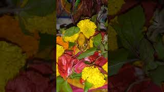 Shree Radheradhe shree radheradhe shree krishna krishnabhajan youtubeshorts viralvideo [upl. by Dexter250]