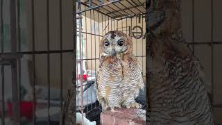 കാലൻ കോഴിയെ പേടിയുണ്ടോ 😳  Mottled Wood Owl rescue birds owl [upl. by Adnilrev]