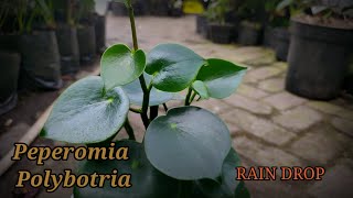 peperomia raindrop pep polybotria [upl. by Pich1]