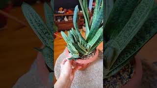 Гастерия 🐍 gasteria succulent plants garden flowers urbanjungle plantlover [upl. by Ydeh]