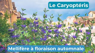 Le caryoptéris un arbrisseau mellifère très attractif [upl. by Yrome]