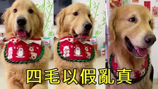 四毛做麵團玉米以假亂真pets 金毛 funny 搞笑 毛小孩 [upl. by Nelyag]