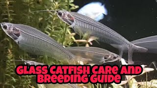 Glass Catfish Care Breeding And Feeding Guide [upl. by Anoirb]