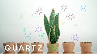 A NASA study explains how to purify air with house plants [upl. by Clerc]