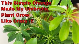 Umbrella Plant Care  Schefflera Care  Tips N Tricks  Indoor Gardening  Bubbles of Green [upl. by Barnaby]